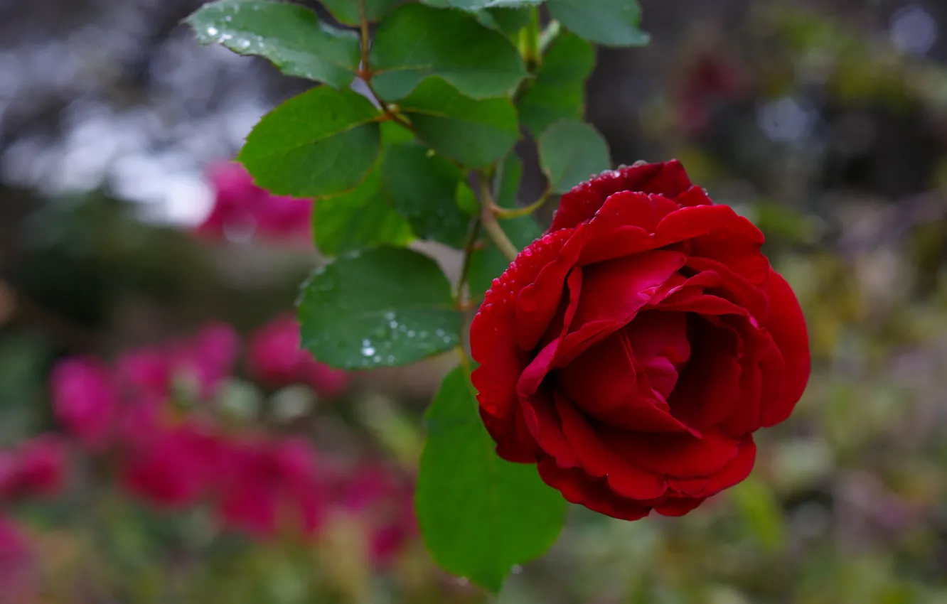 Photo wallpaper macro, roses, Burgundy