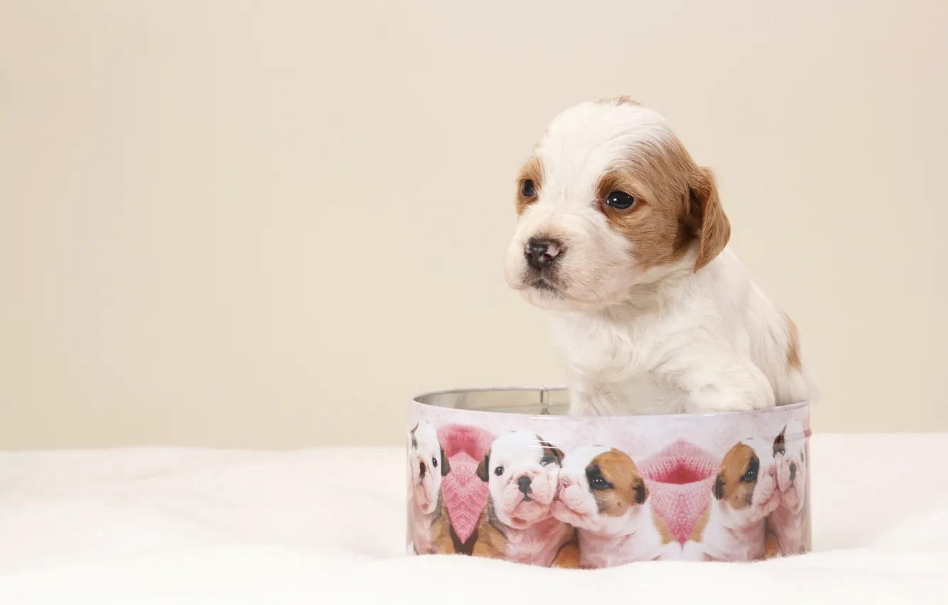 Photo wallpaper holiday, gift, dog, puppy