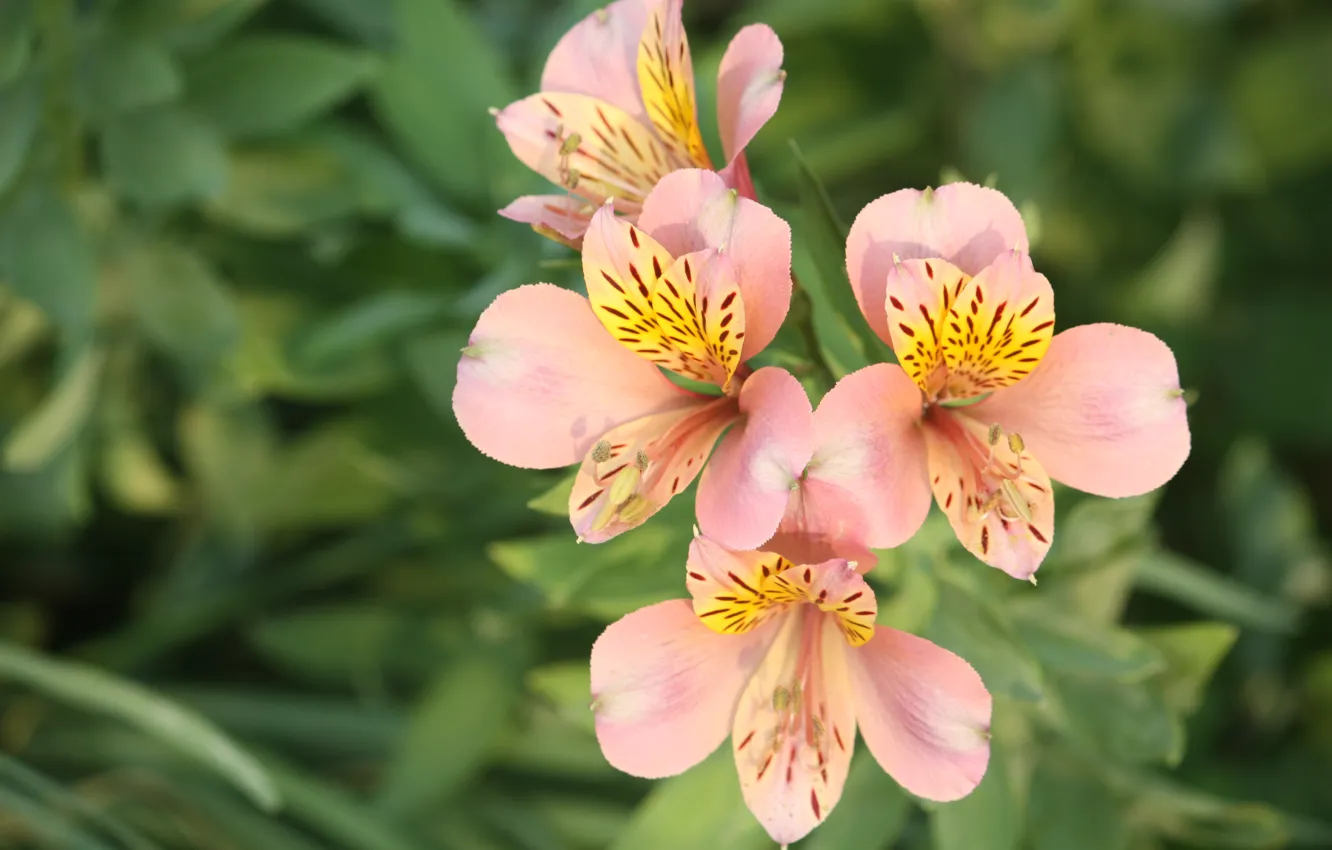 Photo wallpaper greens, flowers, garden, pink, flowerbed, bokeh, Alstroemeria