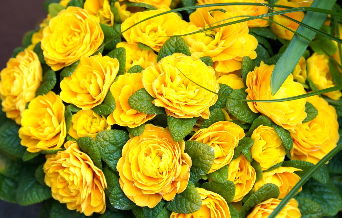 Photo wallpaper macro, flowers, yellow, bouquet, spring, flowering, Primula, Terry