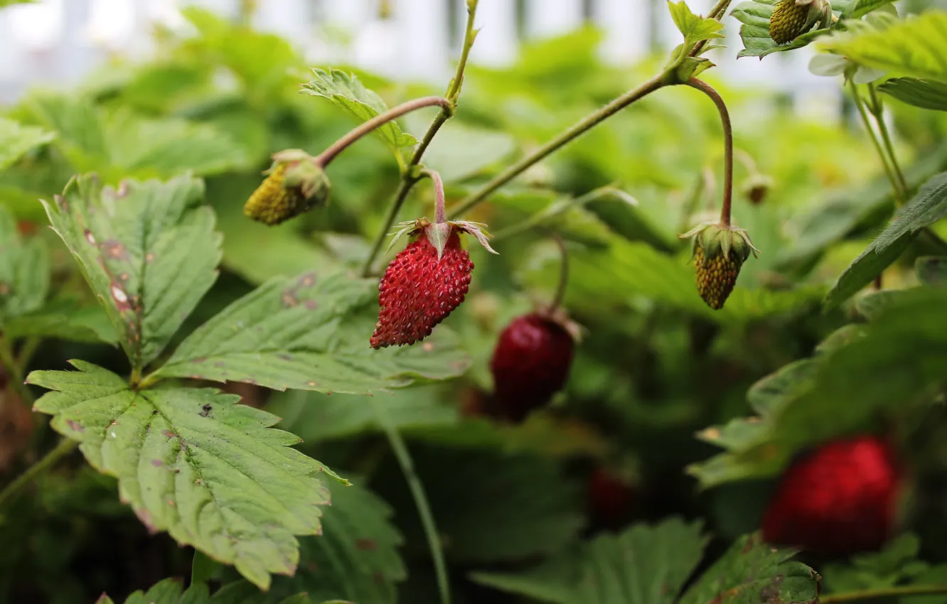 Wallpaper summer, berry, berry, summer, Victoria, Victoria, 2016 for mobile