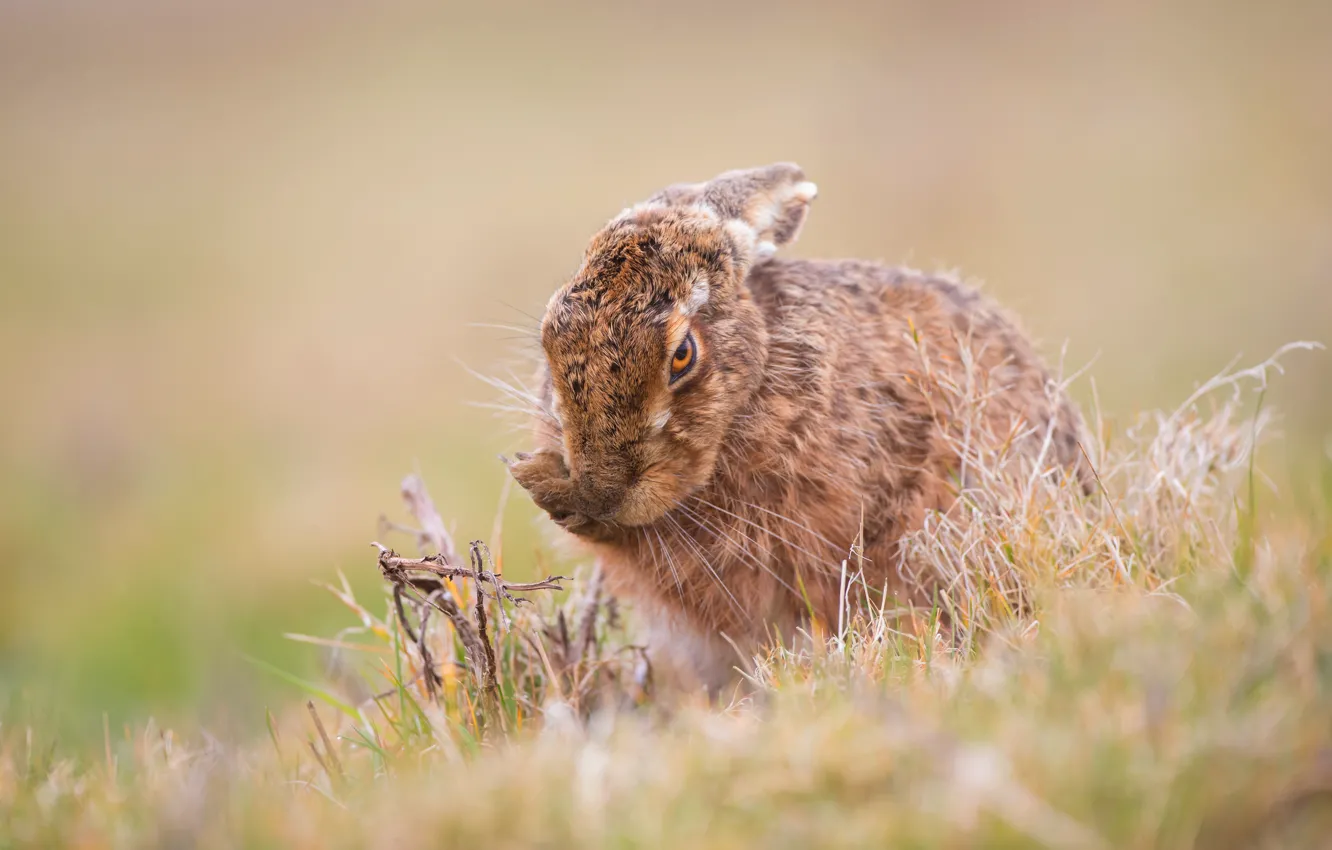 Photo wallpaper grass, face, nature, pose, background, hare, paws