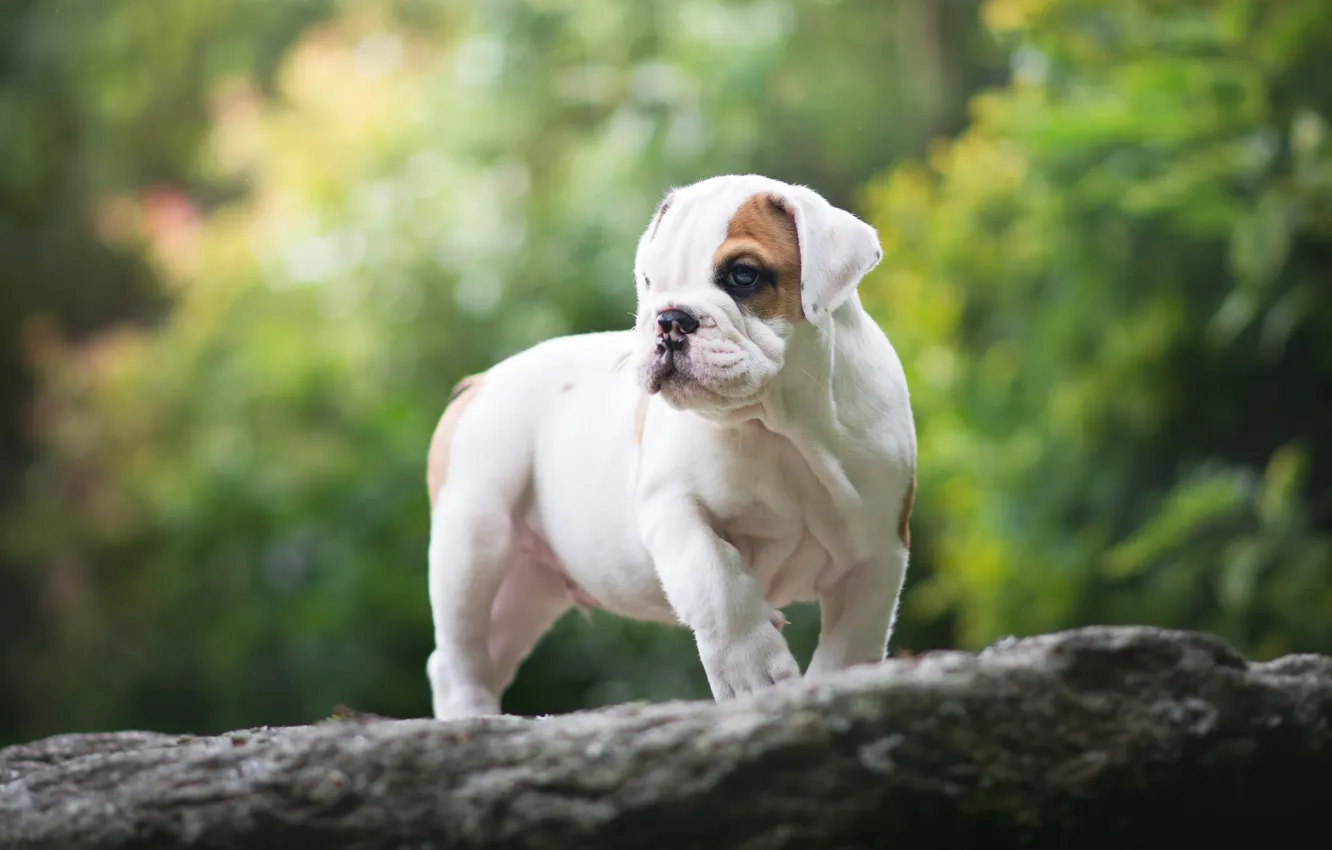 Photo wallpaper puppy, doggie, English bulldog