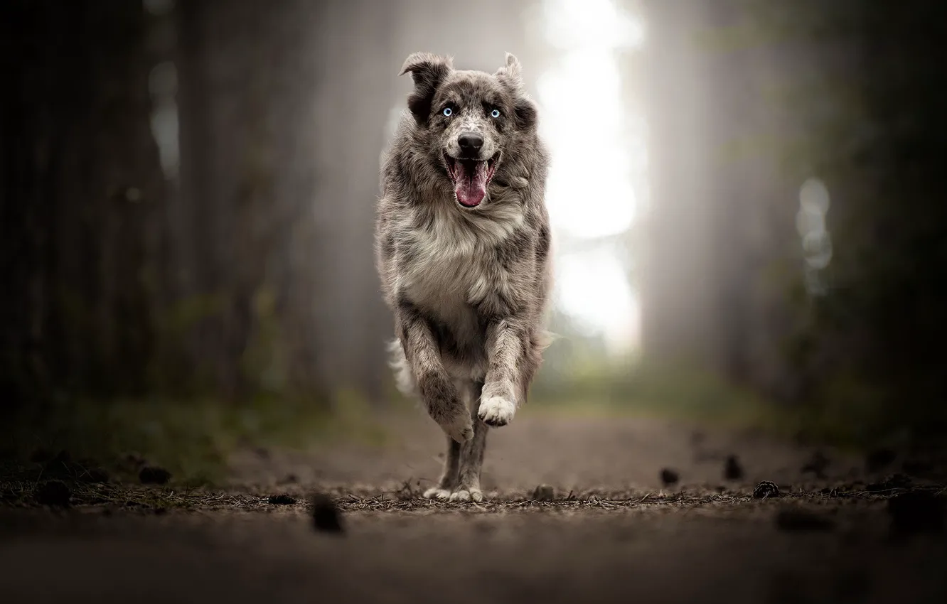Photo wallpaper joy, dog, running, walk, bokeh, Australian shepherd, Aussie