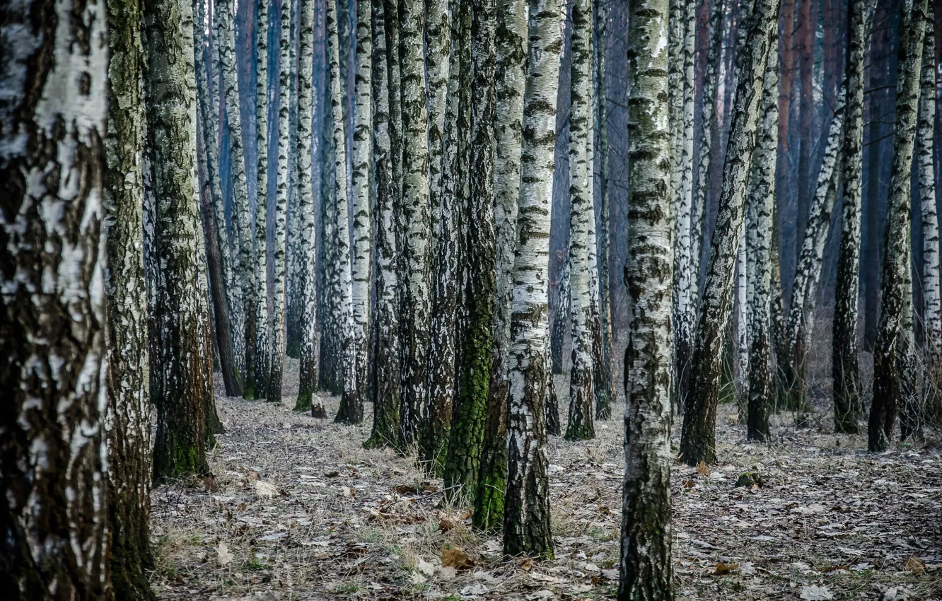 Photo wallpaper forest, nature, birch
