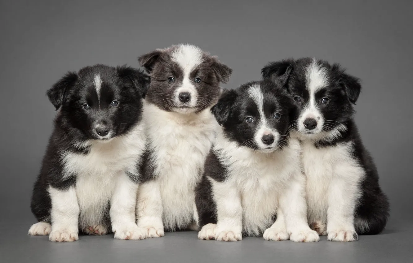 Photo wallpaper puppies, Quartet, The border collie
