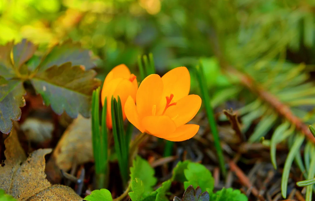 Photo wallpaper crocuses, Crocus, Yellow crocuses