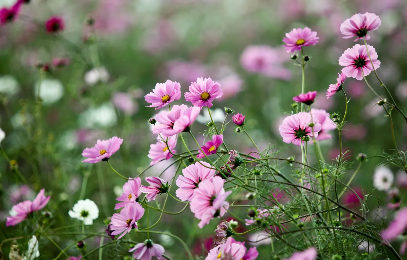 Photo wallpaper greens, field, summer, grass, macro, flowers, nature, glade