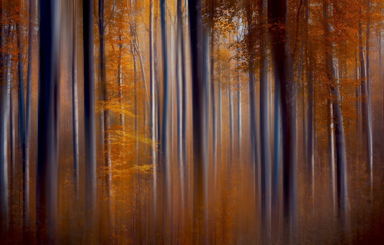 Photo wallpaper autumn, trees, nature