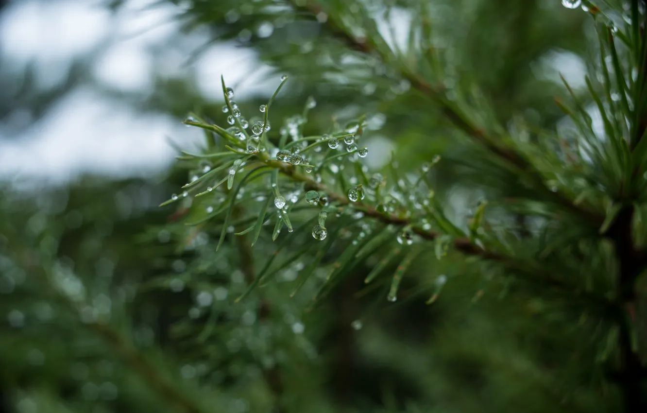 Photo wallpaper drops, trees, spruce