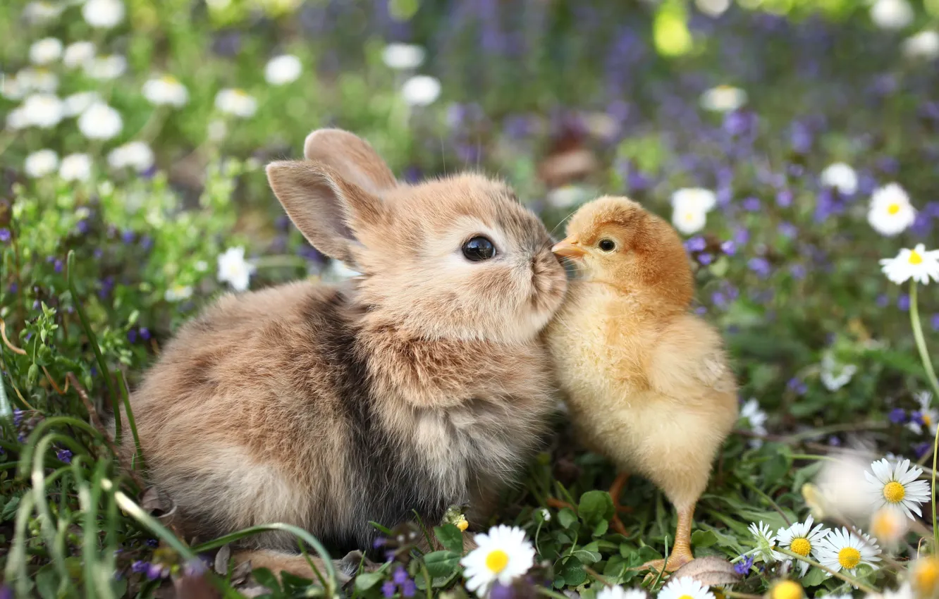 Photo wallpaper flowers, each, glade, chickens, rabbit, baby, cub, Bunny