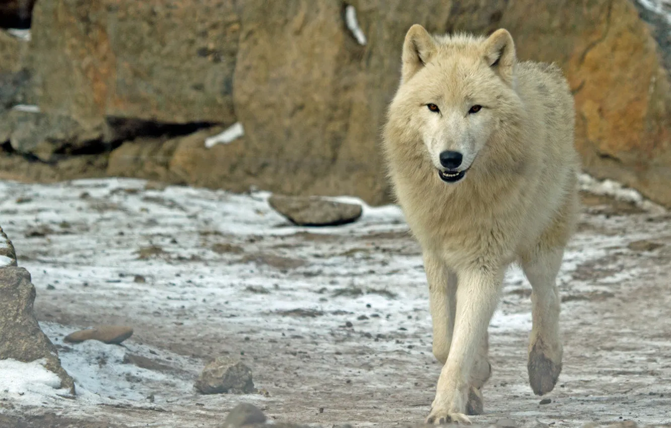 Photo wallpaper nature, Gray Wolf, face, animal, wolf, canis lupus, wildlife, head