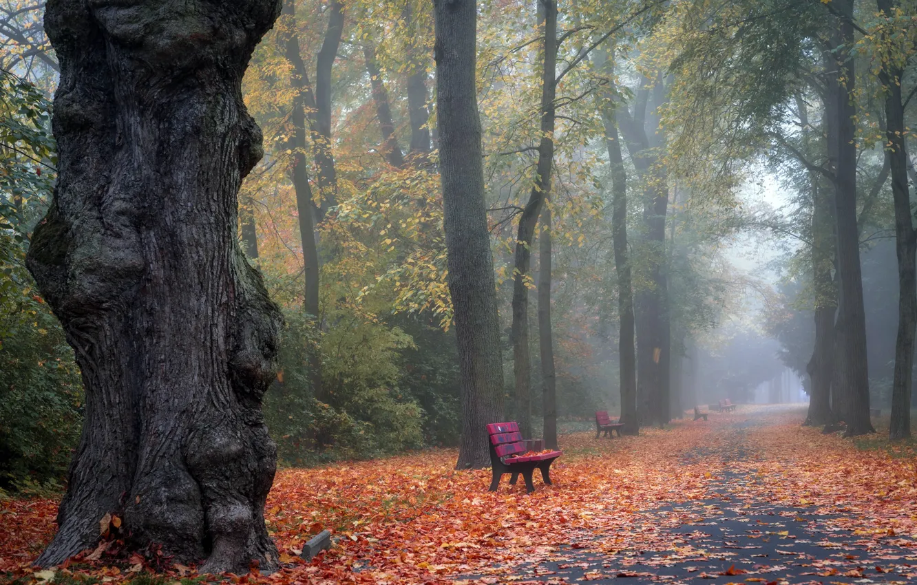 Photo wallpaper autumn, fog, Park, bench