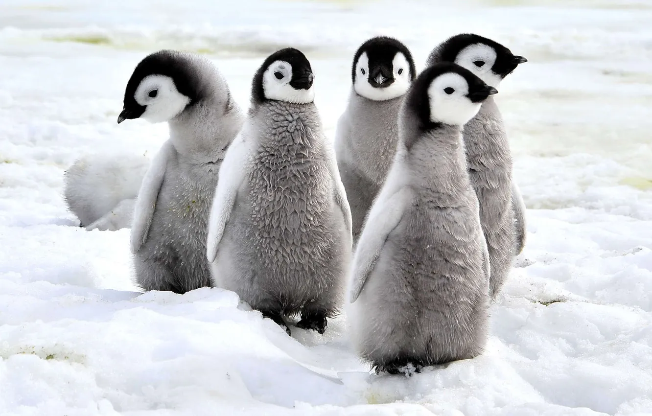 Photo wallpaper penguins, Chicks, Antarctica