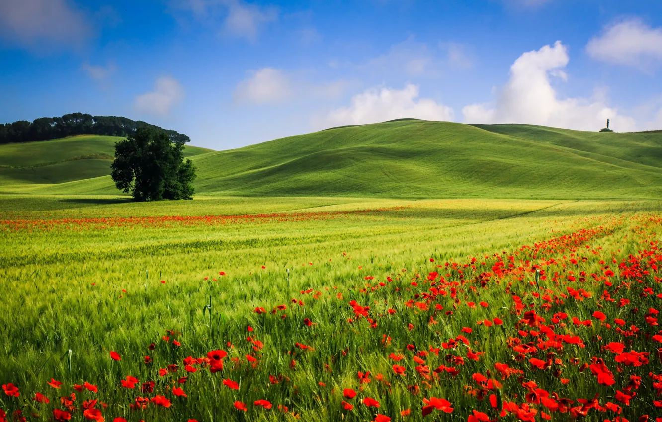 Photo wallpaper field, summer, landscape, Maki