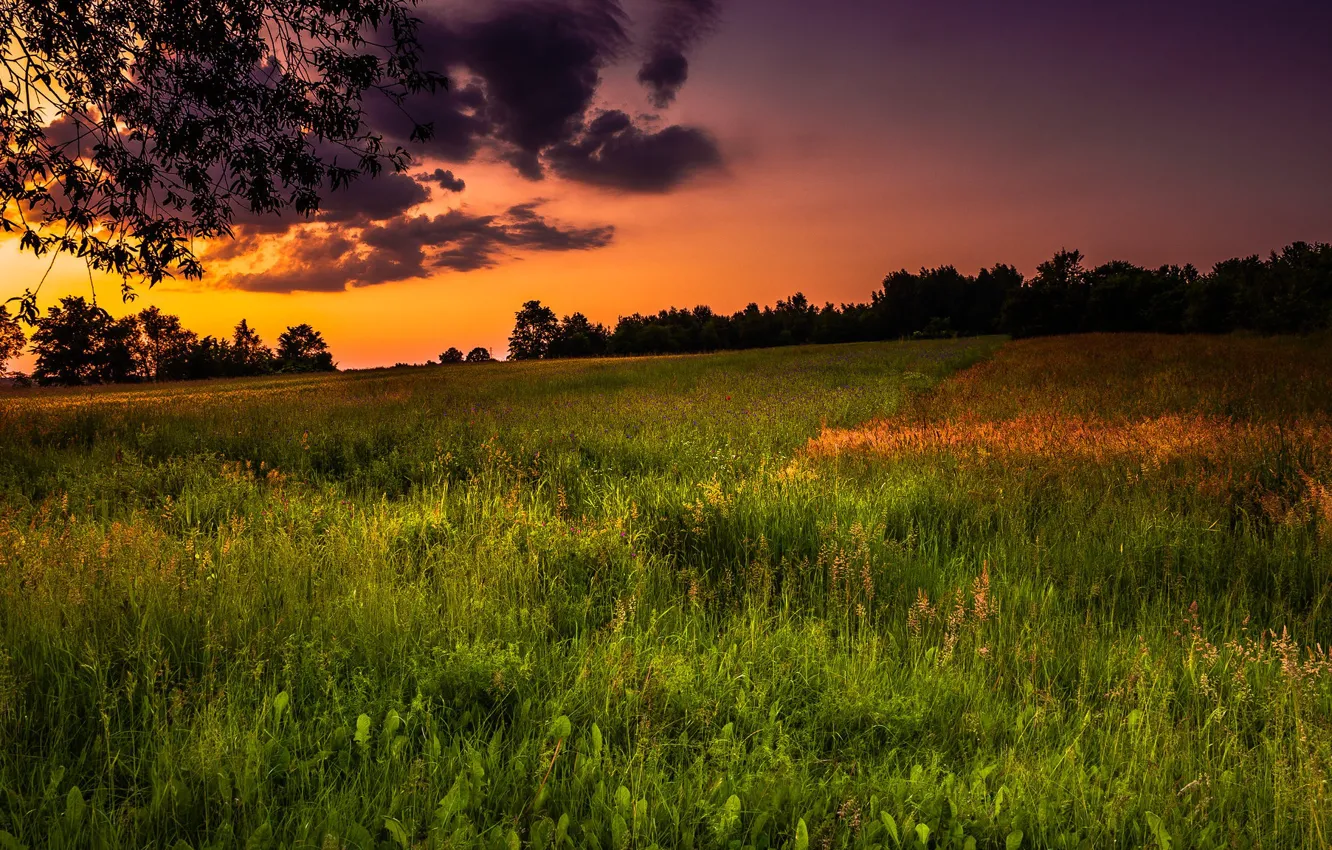 Photo wallpaper field, sunset, nature