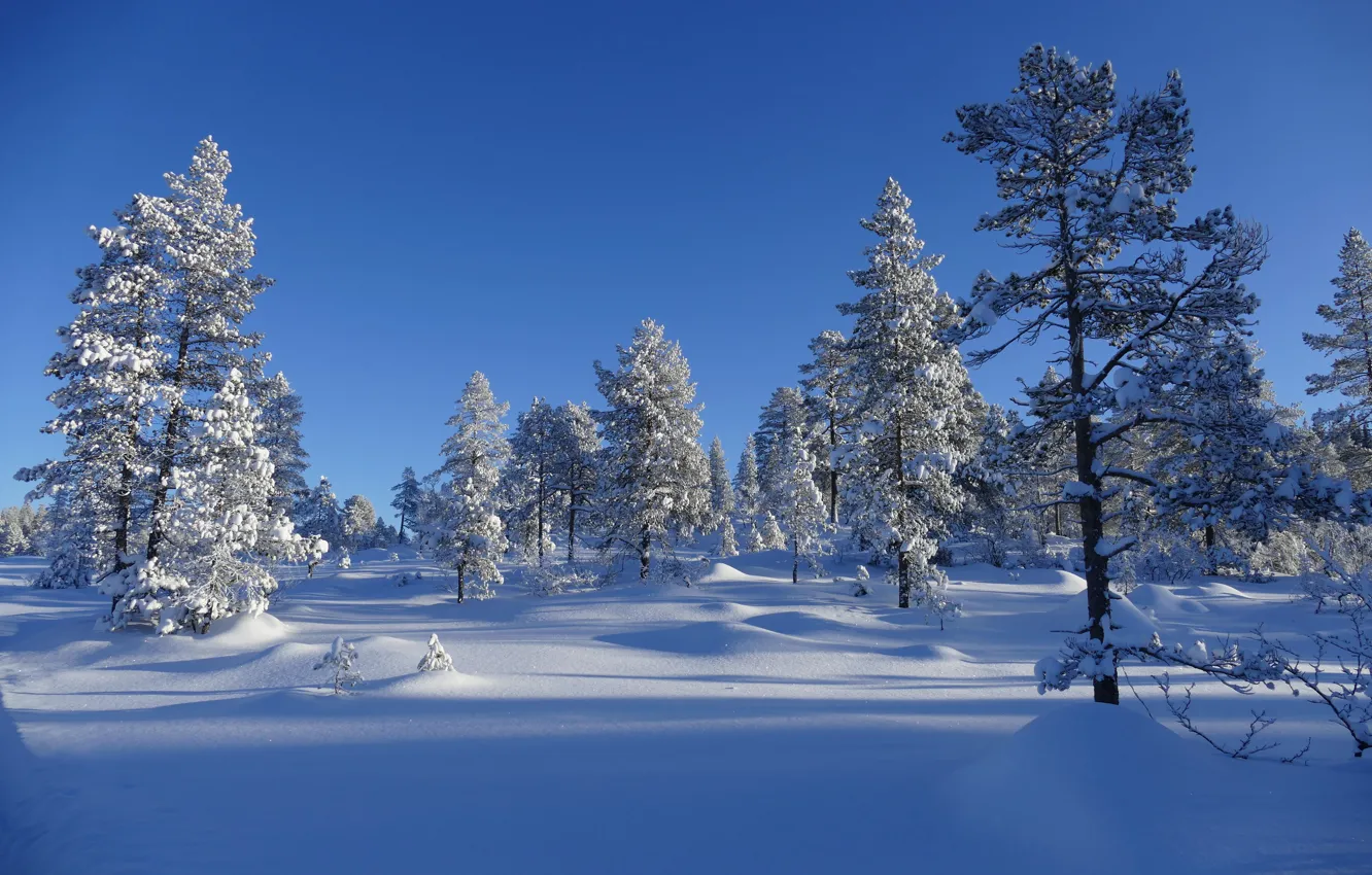 Photo wallpaper winter, the sky, snow, trees, landscape, nature, blue
