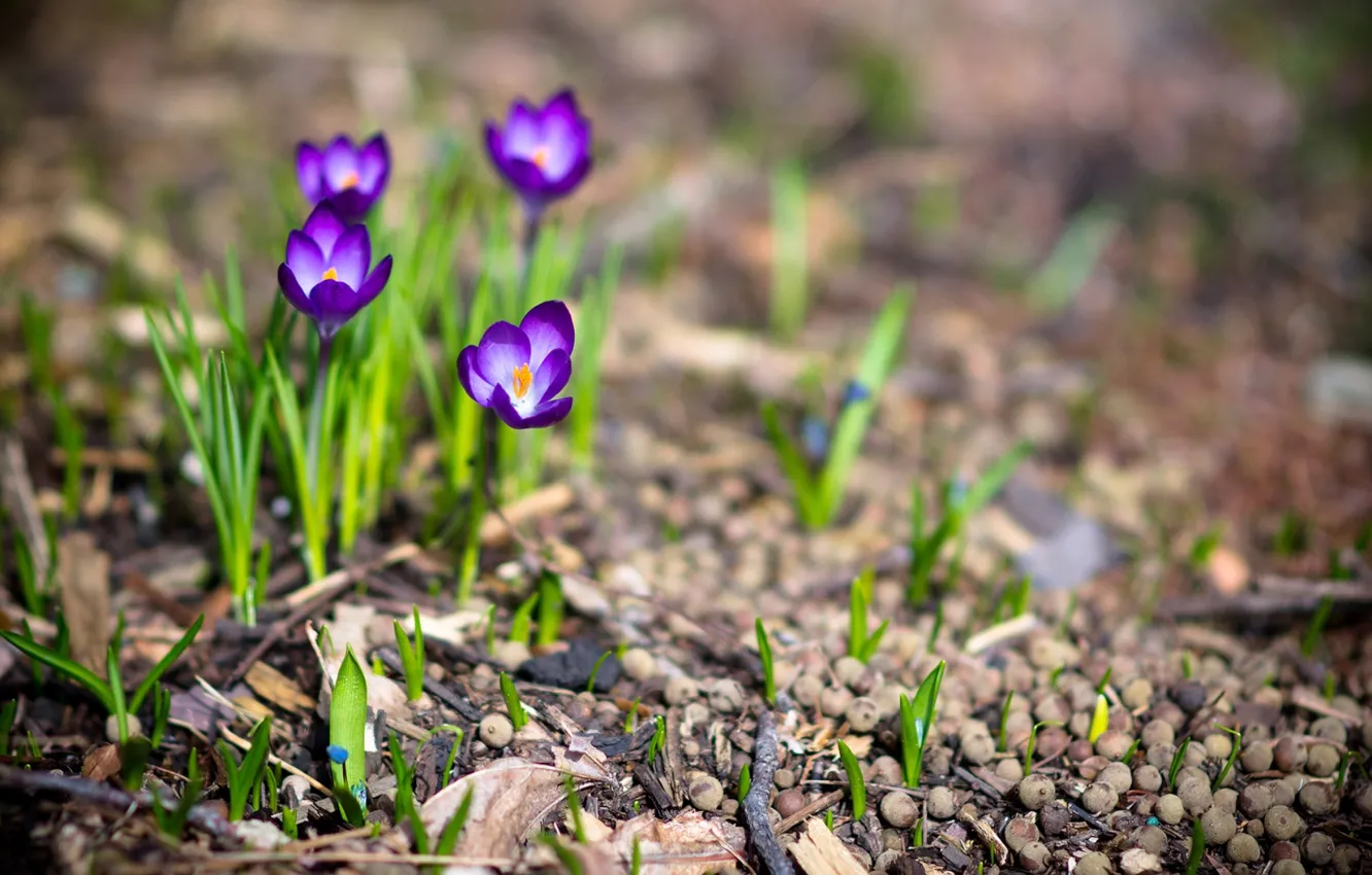Photo wallpaper macro, flowers, nature, photo, plant, spring, crocuses