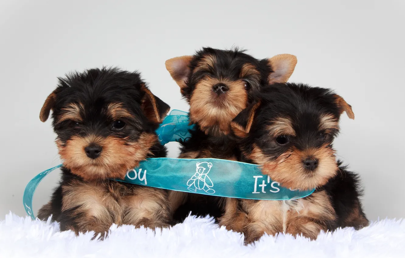 Photo wallpaper tape, puppy, trio, Terrier
