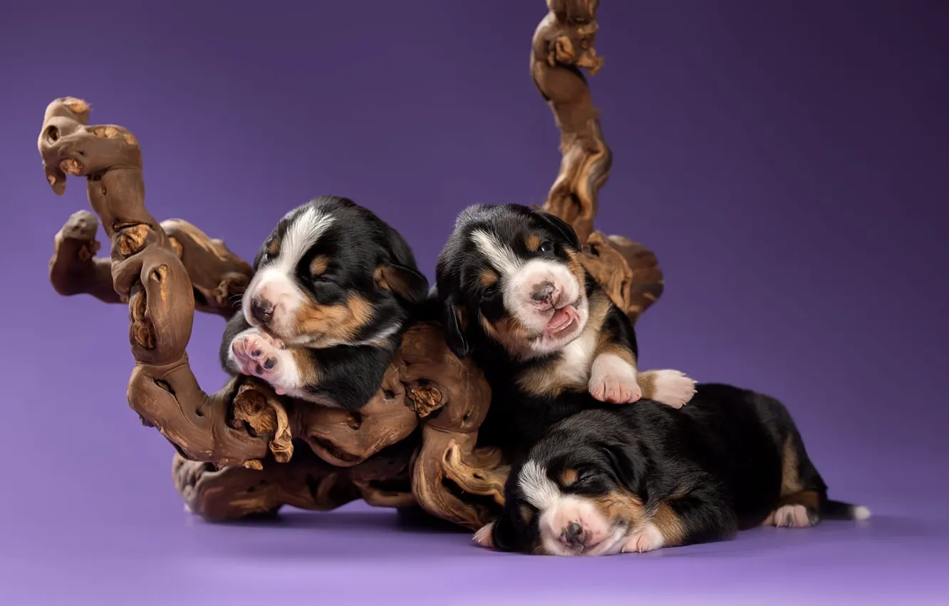 Photo wallpaper background, dog, puppy, snag, trio, Trinity, The Entlebuch cattle dog, Svetlana Pisareva