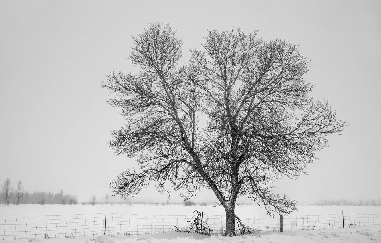 Photo wallpaper winter, snow, tree, fog, fence, cold