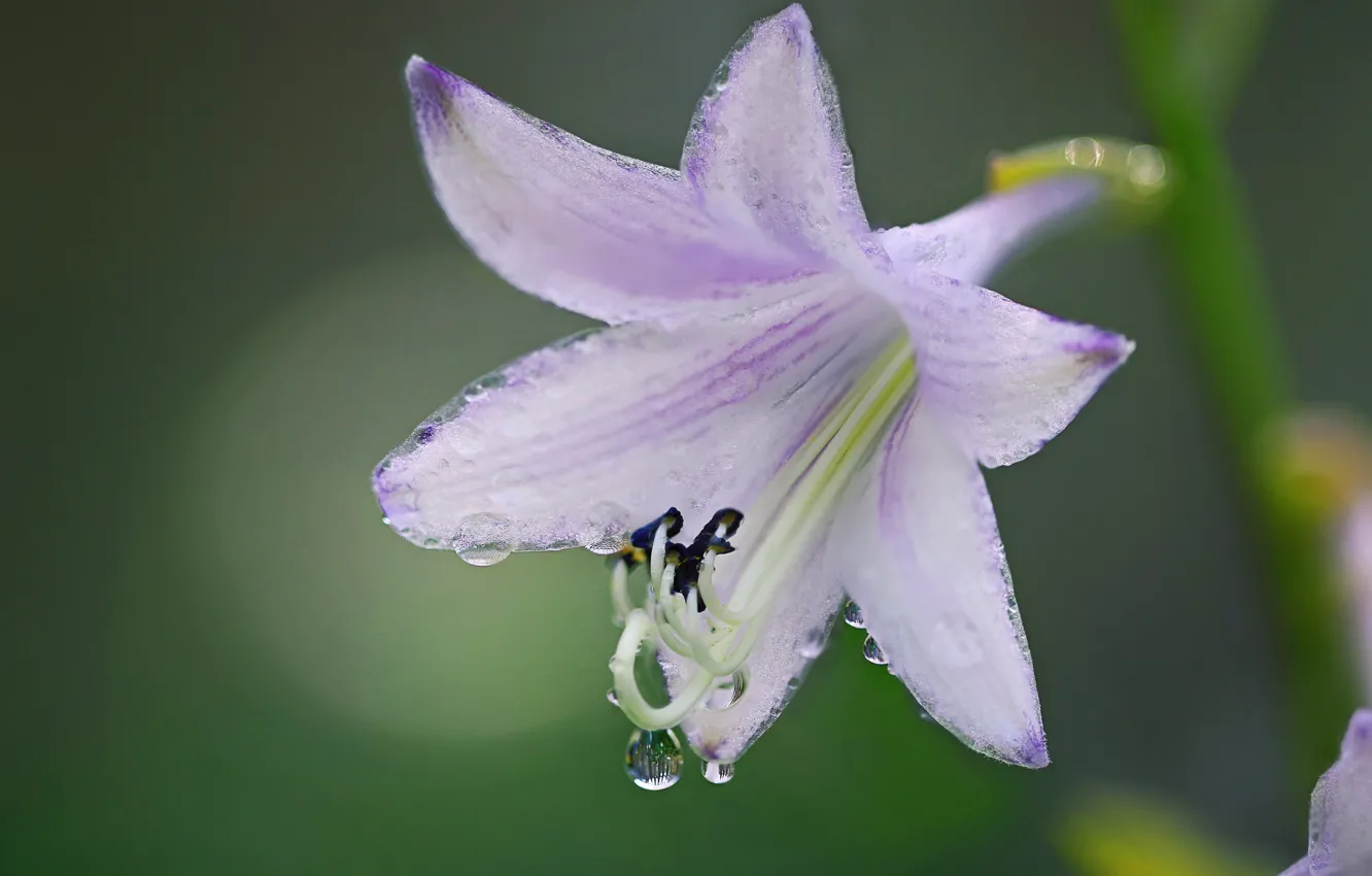 Photo wallpaper drops, flowers, Rosa, petals