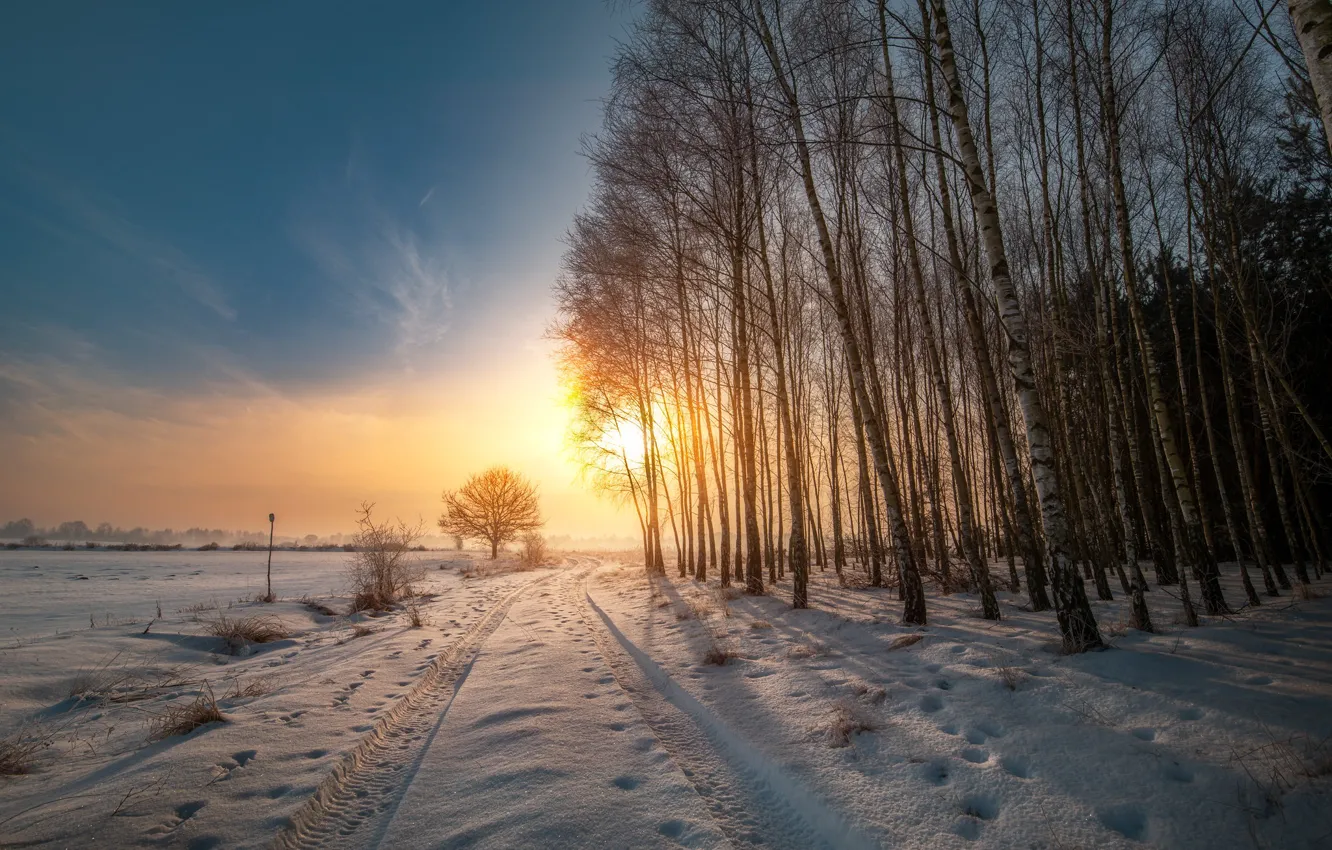 Photo wallpaper winter, road, field, forest, snow, birch