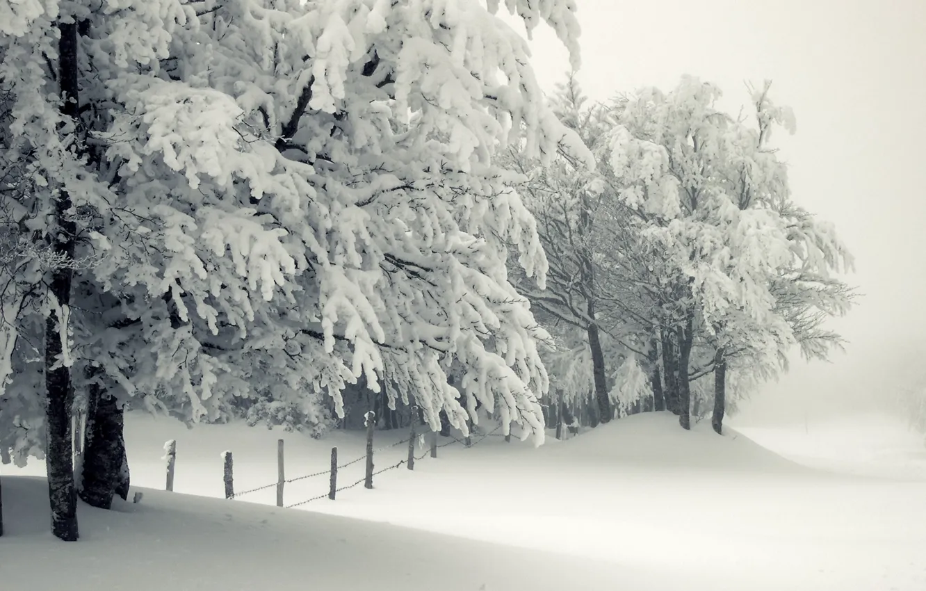 Photo wallpaper winter, snow, trees