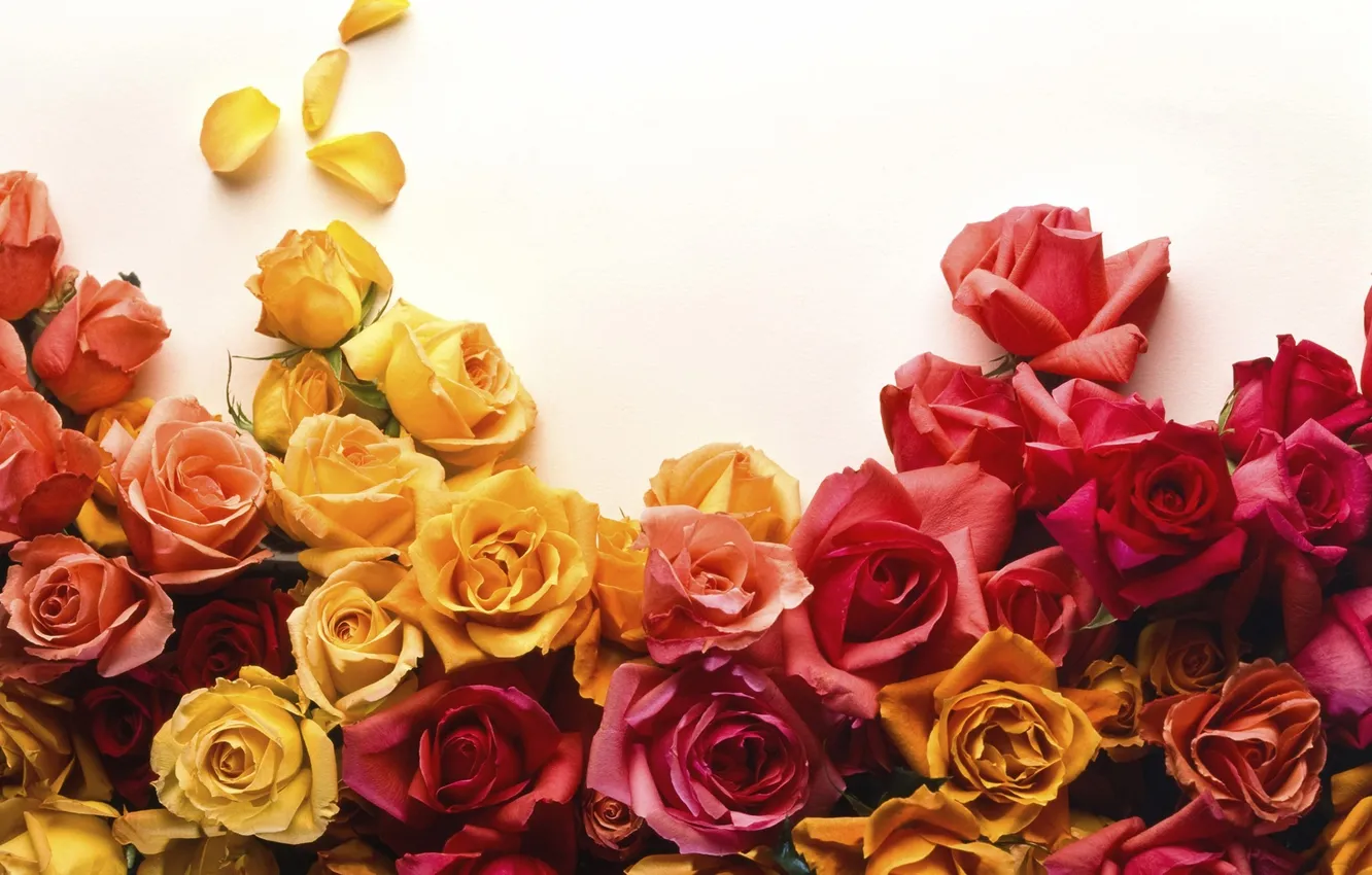 Photo wallpaper red, flower, yellow, pink, flowers, roses, bunch