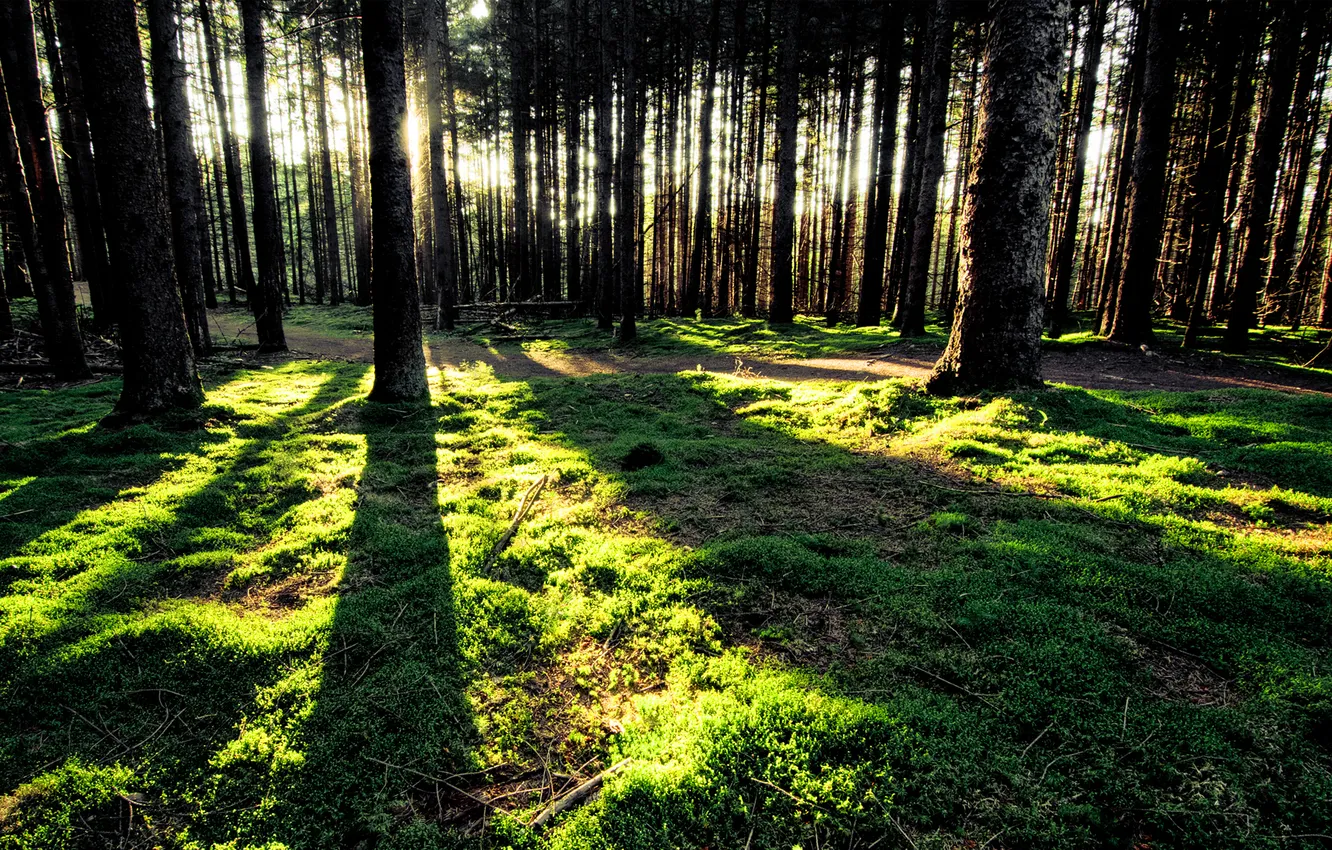 Photo wallpaper forest, grass, the sun, rays, sunset, shadow, shadows, the trunks of the trees