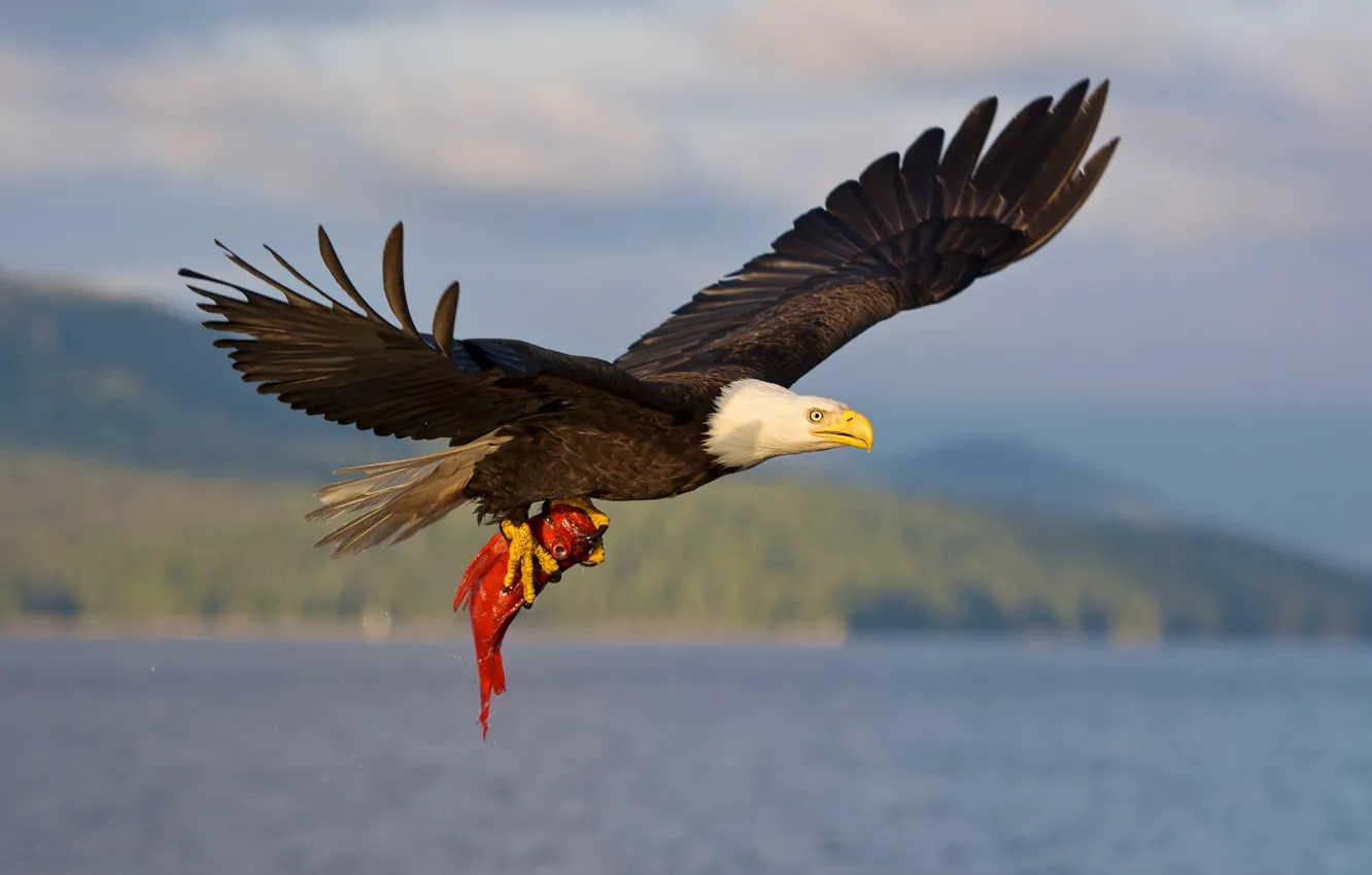 Photo wallpaper flight, bird, fish, mining, bald eagle