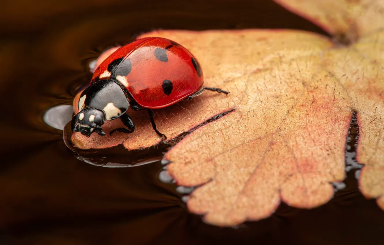 Photo wallpaper macro, sheet, ladybug, beetle, insect