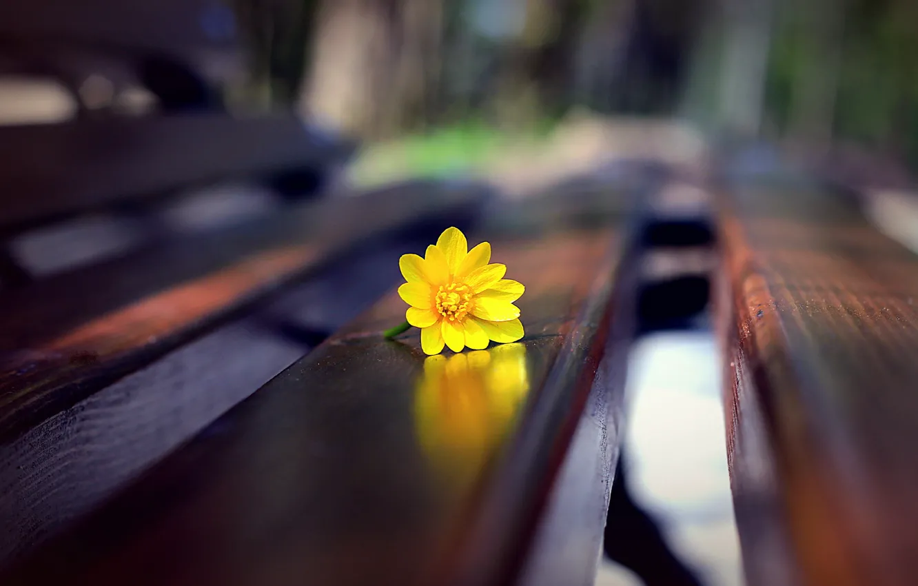 Photo wallpaper flower, macro, bench