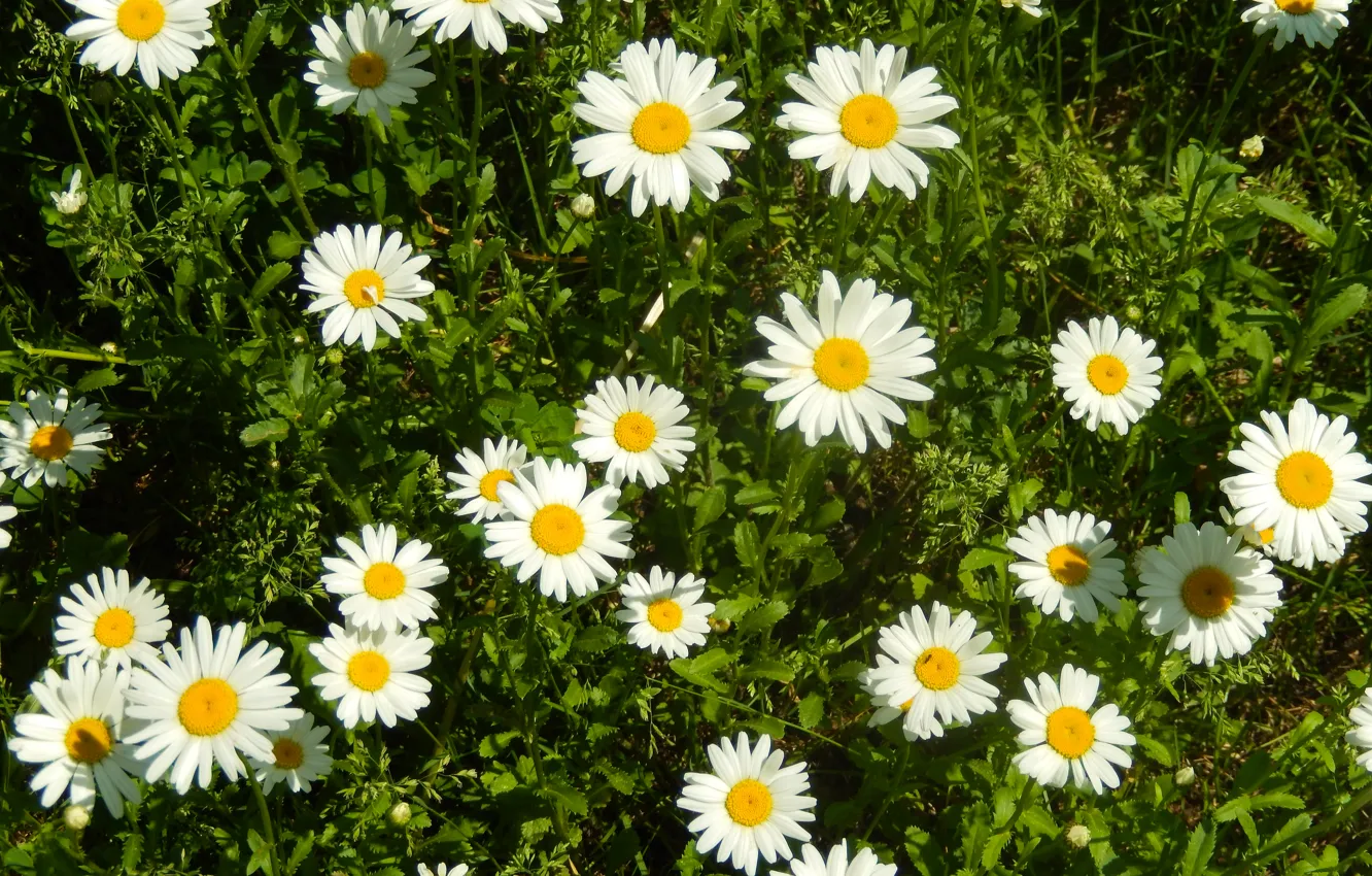 Photo wallpaper grass, flowers, widescreen, Wallpaper, chamomile, wallpaper, flower, widescreen