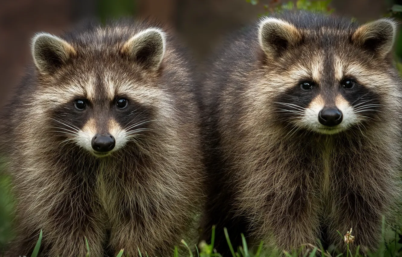 Photo wallpaper nature, background, Raccoon