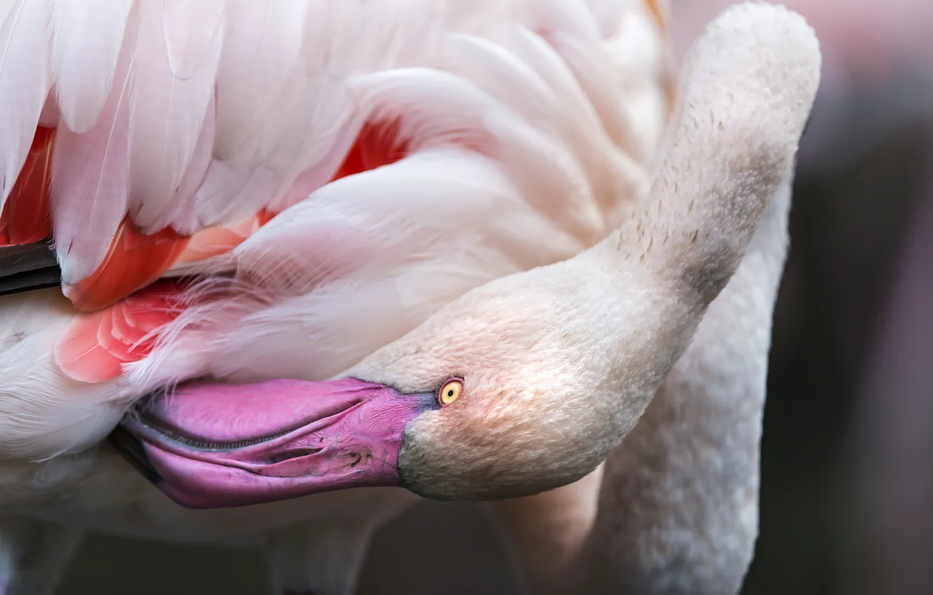 Photo wallpaper pink, bird, beak, Flamingo