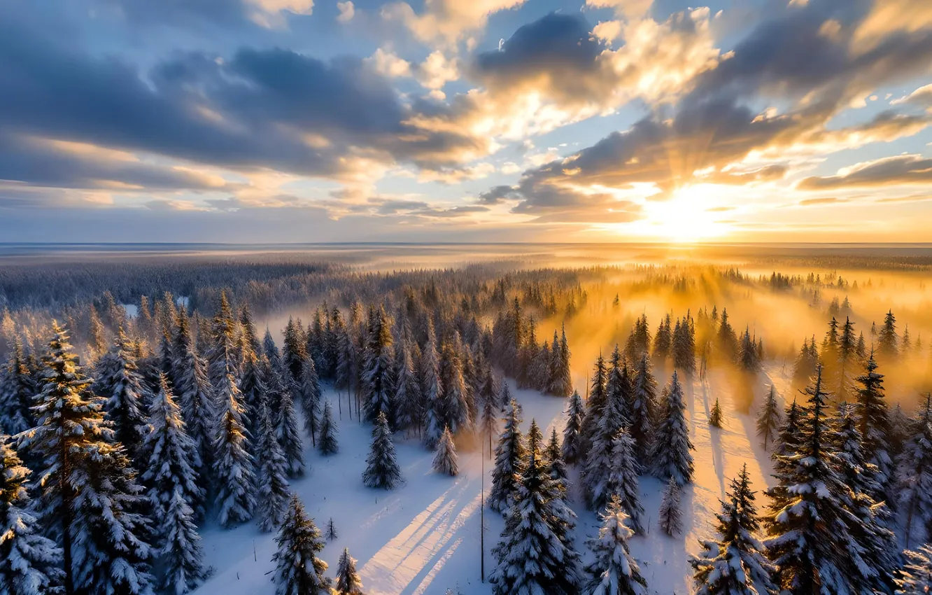 Photo wallpaper winter, frost, forest, the sky, the sun, clouds, rays, light
