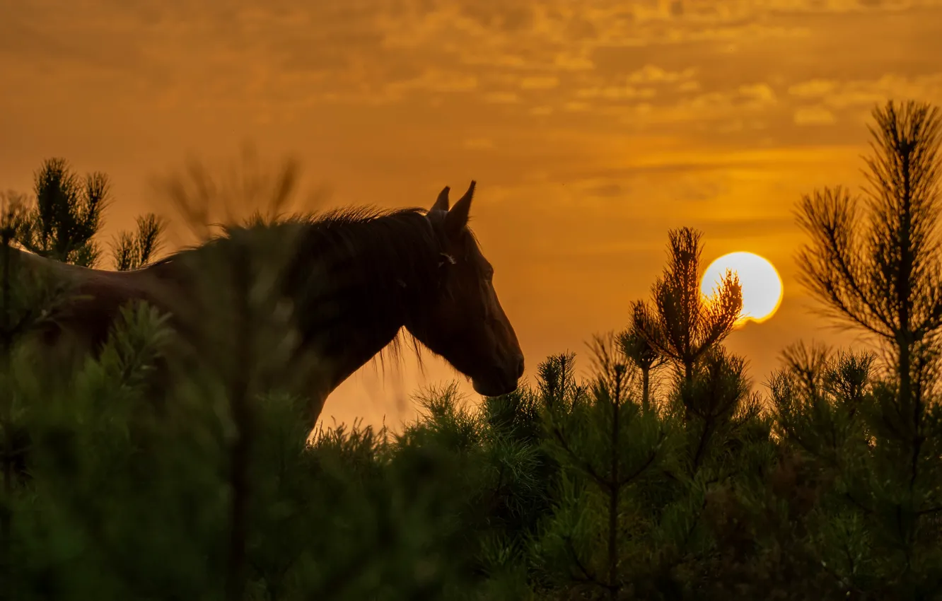 Photo wallpaper the sky, look, face, the sun, light, sunset, branches, horse