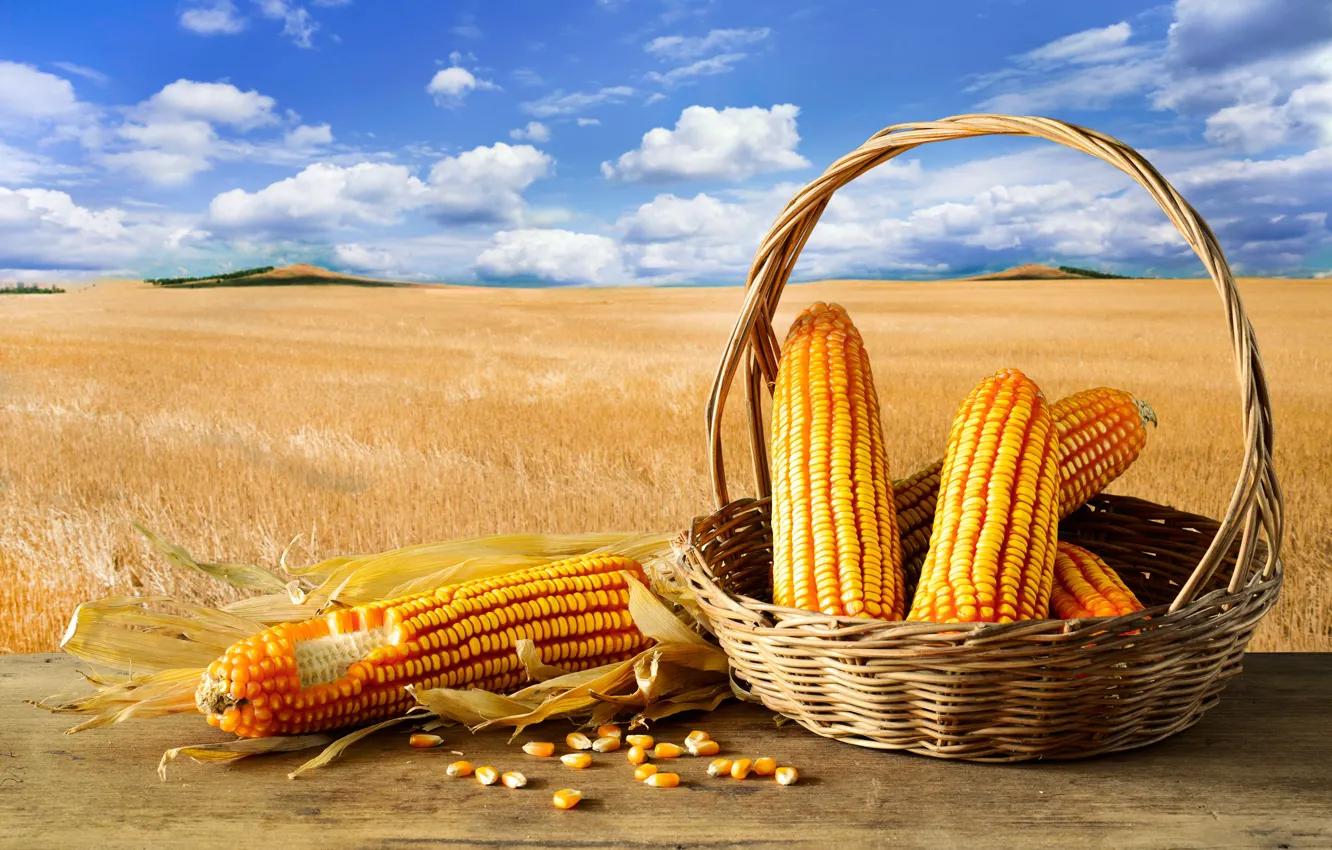 Photo wallpaper field, the sky, clouds, background, basket, corn
