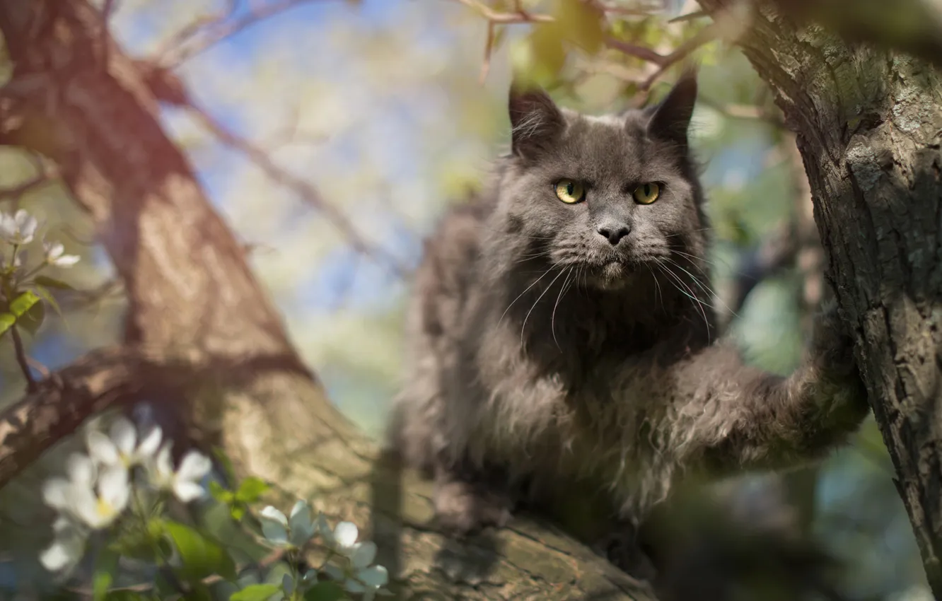 Photo wallpaper cat, cat, look, light, trees, pose, grey, spring