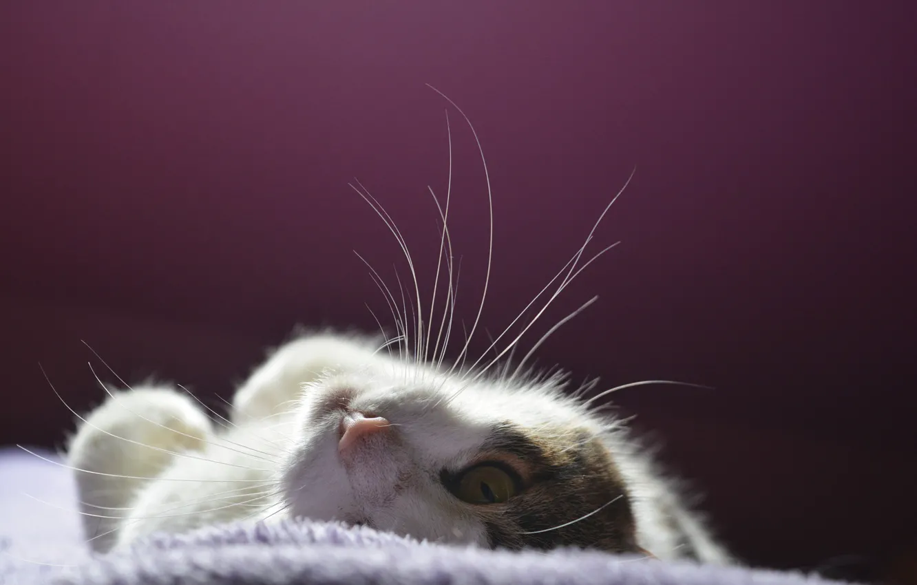 Photo wallpaper looking into the soul, lying on her back, kitty