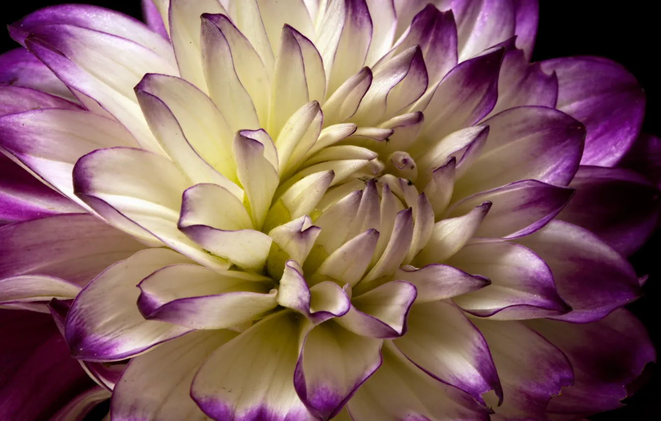 Photo wallpaper macro, petals, dahlias, motley