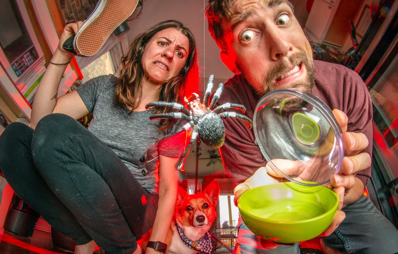 Photo wallpaper fear, woman, dog, humor, spider, male, sneaker, two
