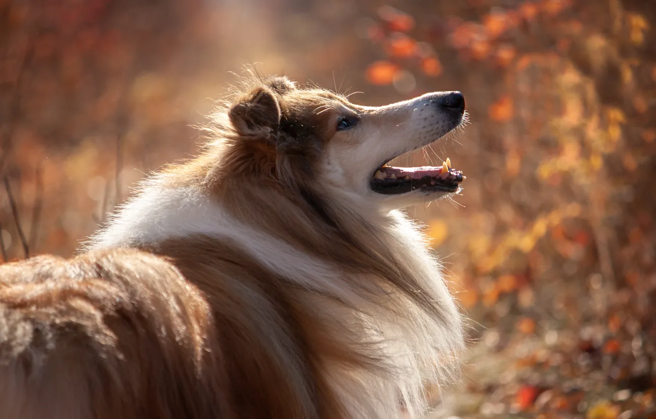 Photo wallpaper autumn, nature, animal, dog, profile, dog, collie