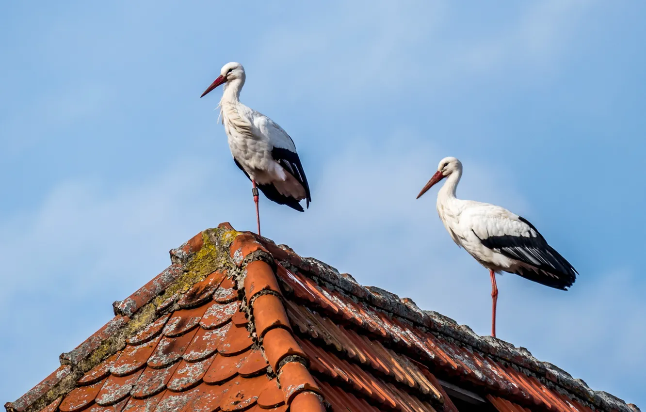 Photo wallpaper birds, house, storks