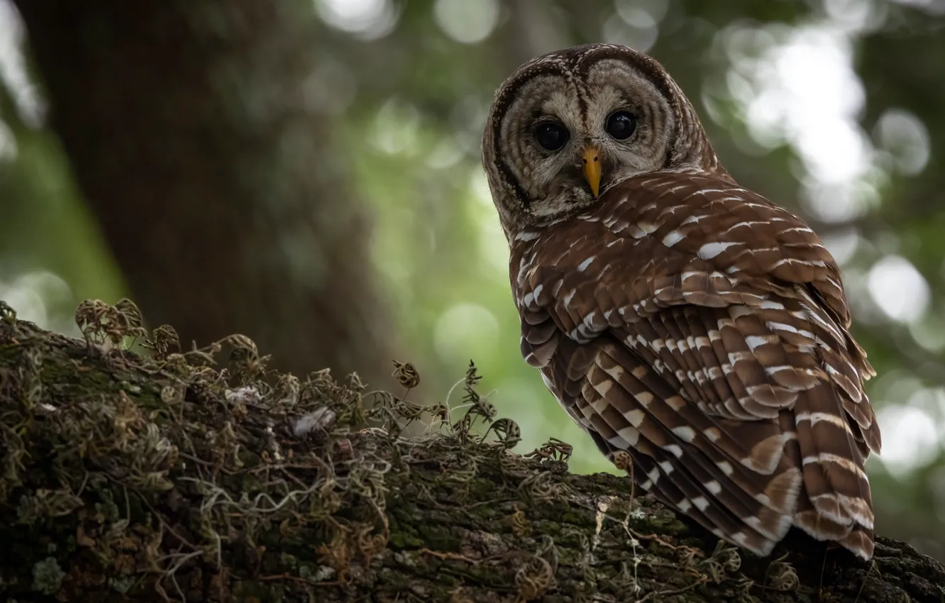 Photo wallpaper look, owl, bird, log, bokeh, owl