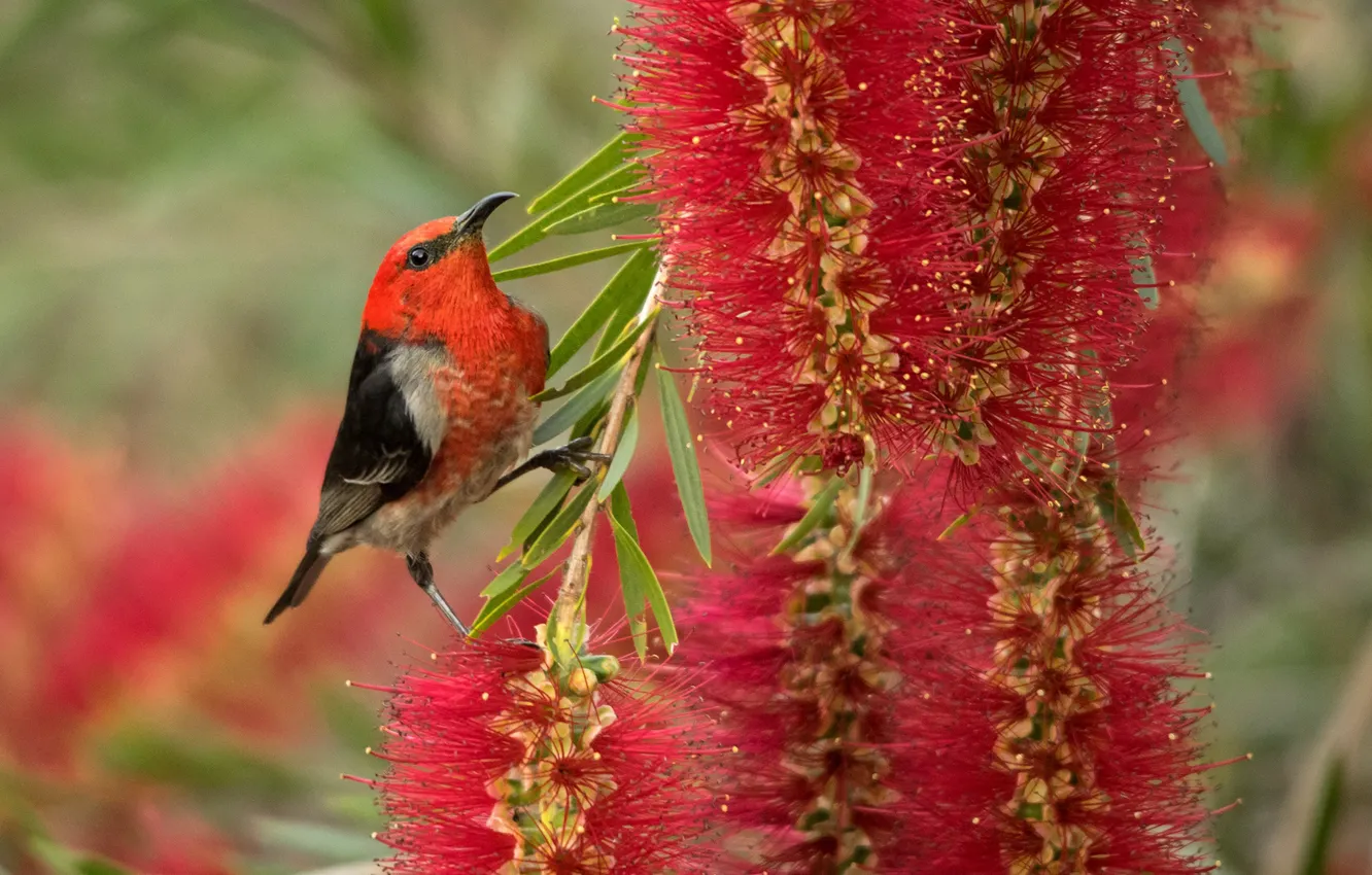 Photo wallpaper flower, red, bird, the Sunbird