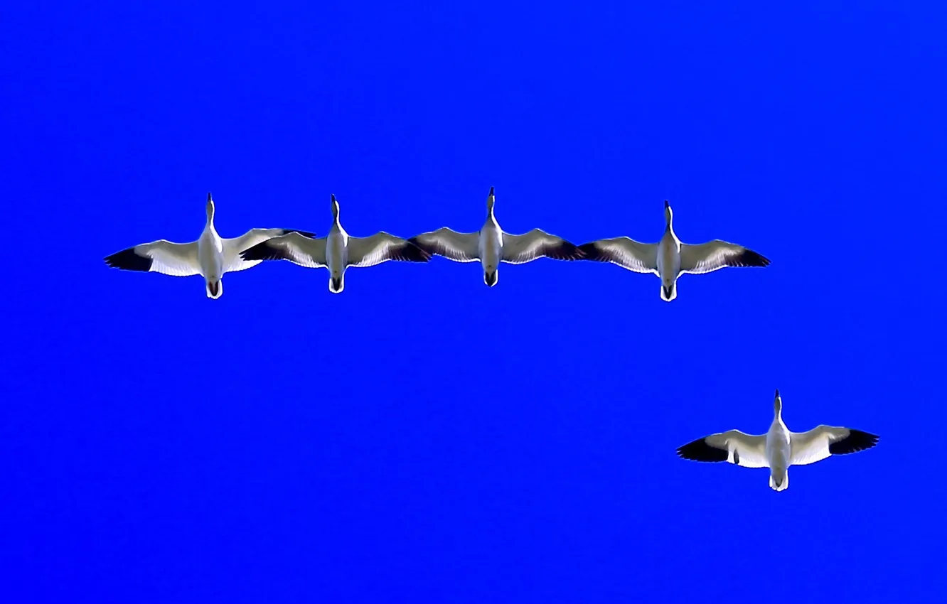 Photo wallpaper the sky, flight, bird, pack