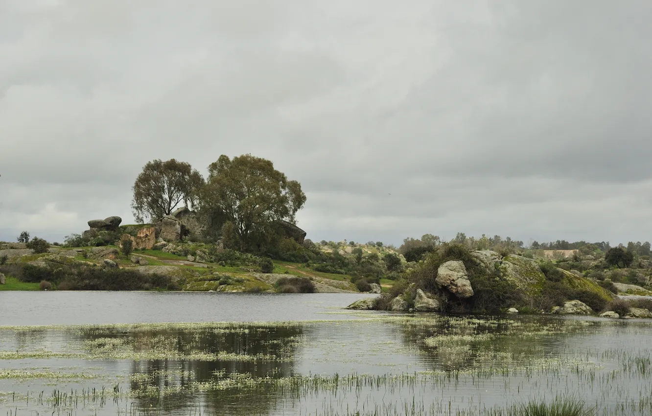 Photo wallpaper trees, river, stones, duckweed