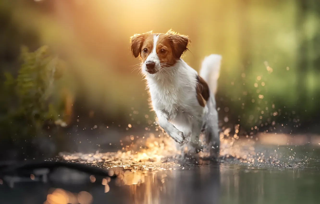 Photo wallpaper nature, each, dog